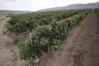 Vinkara ©Wines of Turkey